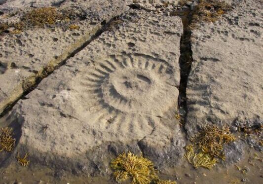 17 A 12 inch Ammonite on Ardnish - across the water from Oystercatchers