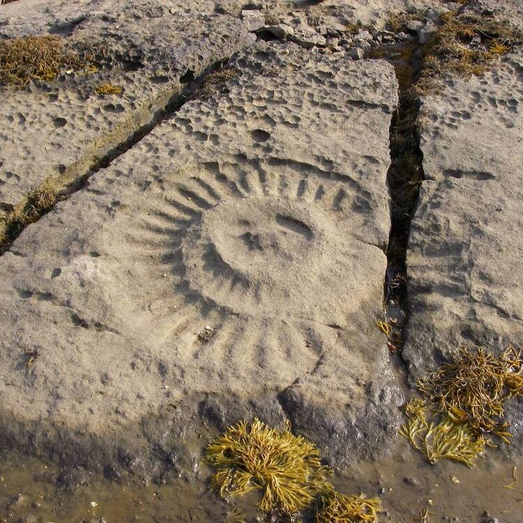 17 A 12 inch Ammonite on Ardnish - across the water from Oystercatchers