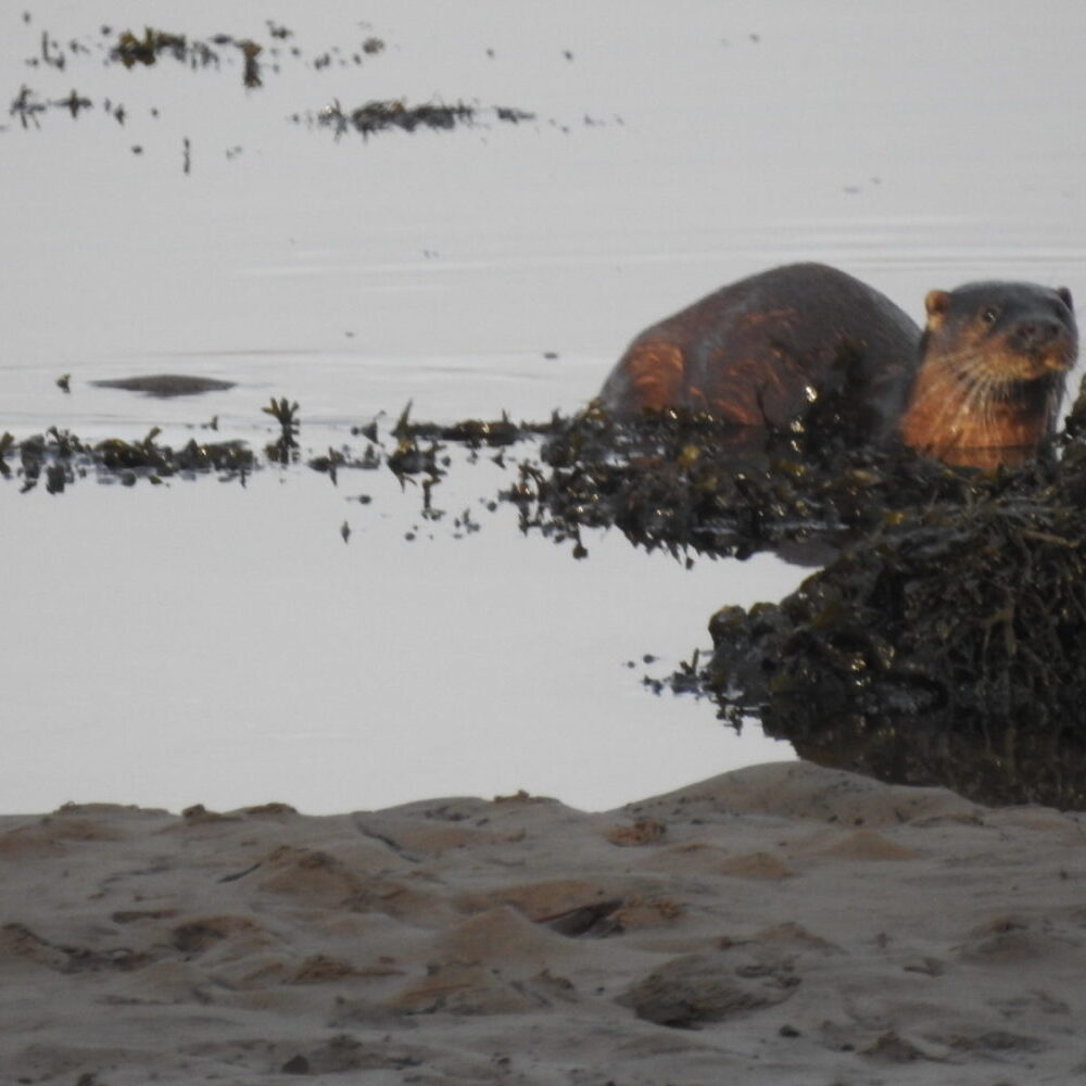 Christmas Day otter from the bottom of the garden